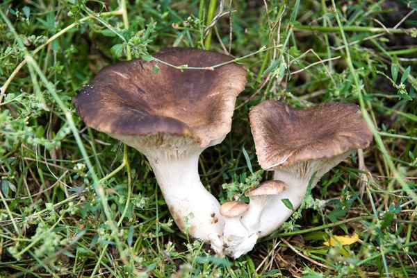 stock image Mushrooms