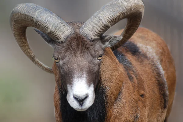 stock image Mountain ram