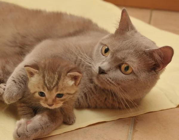 Gato y gatito — Foto de Stock