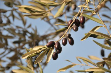 View of ripe olives in a tree branch. clipart