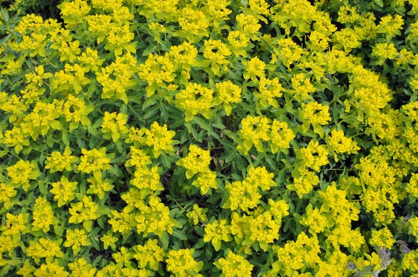 stock image Close-up view of texture of blossoming field.