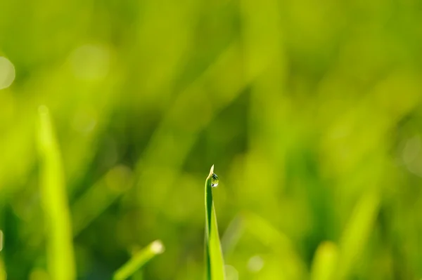 Rano trawa — Zdjęcie stockowe