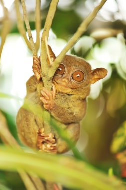 doğal ortamda Tarsier maymun