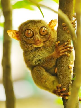 Tarsier clipart