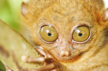 doğal ortamda Tarsier maymun