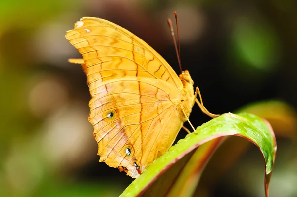 Mariposa Tropical Una Hoja — Foto de Stock