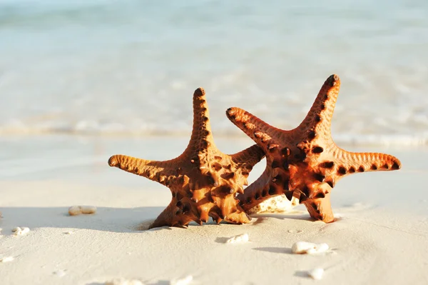 Étoile de mer sur une plage — Photo