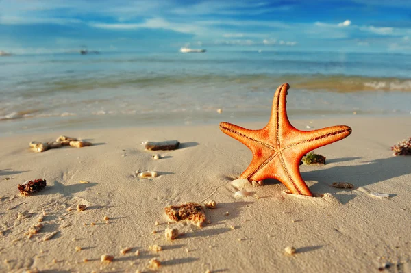 美丽的海滩上的海星 — 图库照片