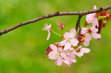 Sakura bahar çiçekleri ile sığ derinlik-in tarla
