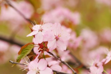 Sakura bahar çiçekleri ile sığ derinlik-in tarla