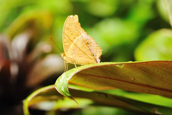 Mariposa Tropical Una Hoja — Foto de Stock