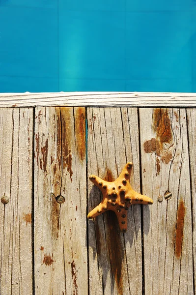 游泳池边的海星 — Φωτογραφία Αρχείου
