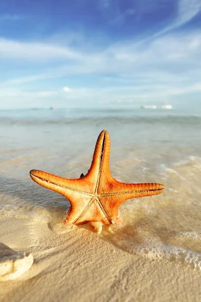 Starfish Beautiful Beach — Stock Photo, Image
