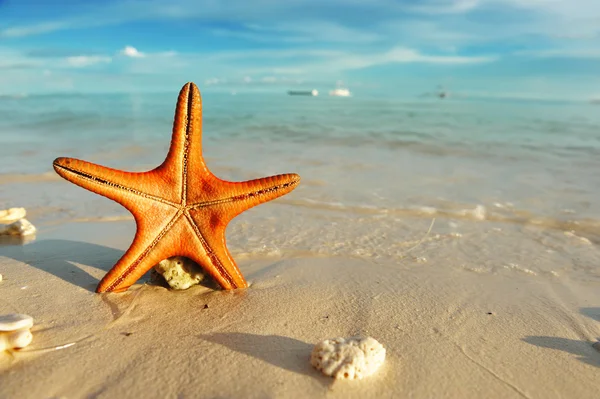 Estrella Mar Una Hermosa Playa —  Fotos de Stock