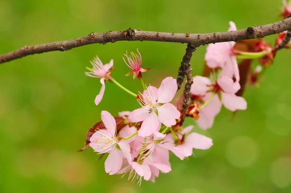 Sakura Jarní Květy Malou Hloubkou Ostrosti — Stock fotografie