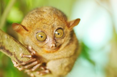 doğal ortamda Tarsier maymun