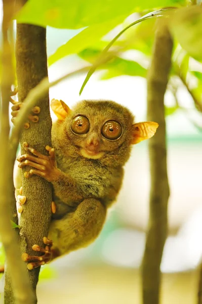 stock image Tarsier