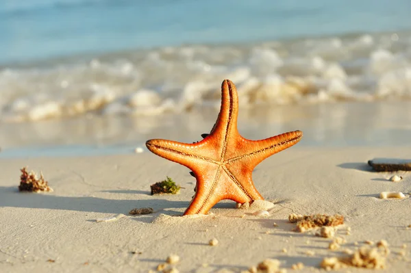 Stella marina su una spiaggia — Foto Stock