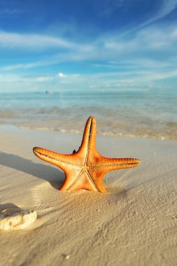 güzel bir plaj deniz yıldızı