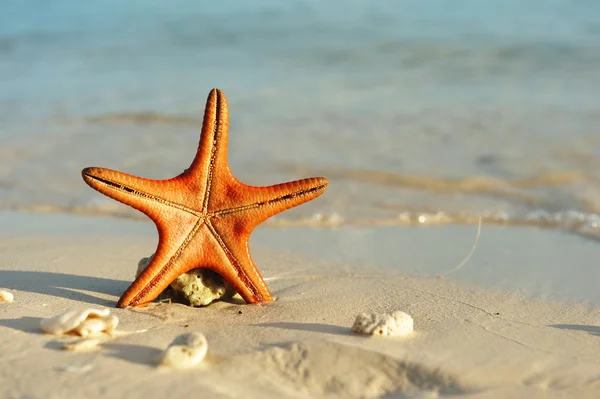 美丽的海滩上的海星 — 图库照片