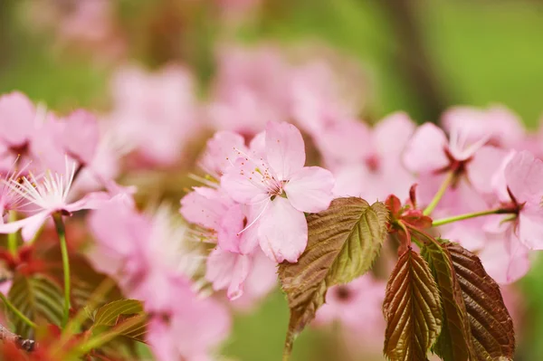 Våren sakura — Stockfoto