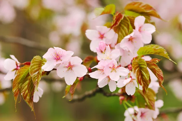 Jarní sakura — Stock fotografie