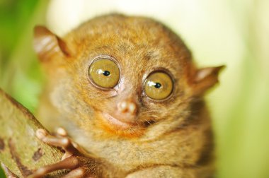 Tarsier monkey in natural environment clipart