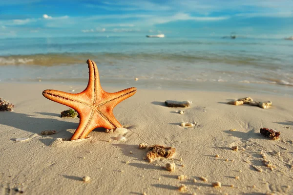 Stella marina su una spiaggia — Foto Stock