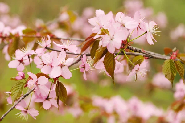 Sakura de primavera — Fotografia de Stock