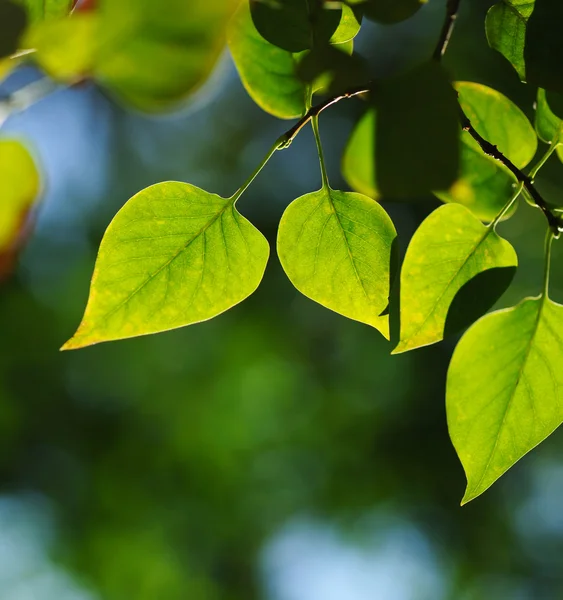 Φύλλα Πράσινο Φόντο Στο Φως Του Ήλιου — Φωτογραφία Αρχείου