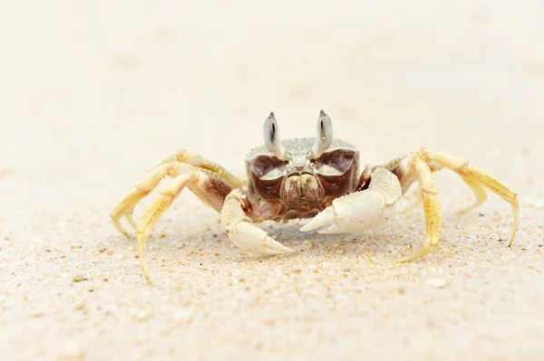 Crabe Fantôme Sur Une Plage — Photo