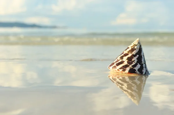Shell Een Strand Met Reflectie — Stockfoto