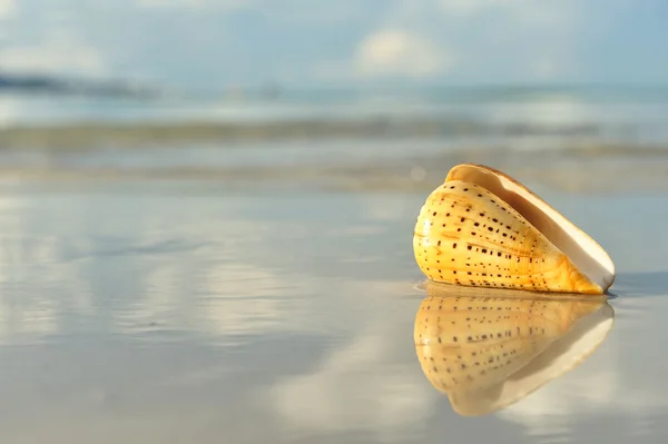 用反射的沙滩上壳 — 图库照片