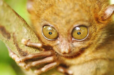 Tarsier