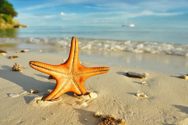 Rozgwiazdy na plaży — Zdjęcie stockowe