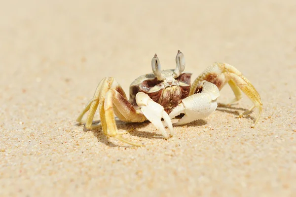 Krab na plaży — Zdjęcie stockowe