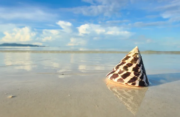 Раковина на пляже — стоковое фото
