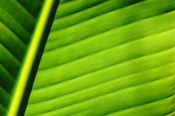 야자나무 잎의 배경 — 스톡 사진
