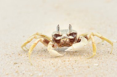 Crab on a beach clipart