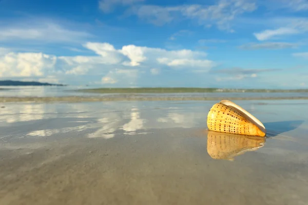 Kabuk bir plajda — Stok fotoğraf