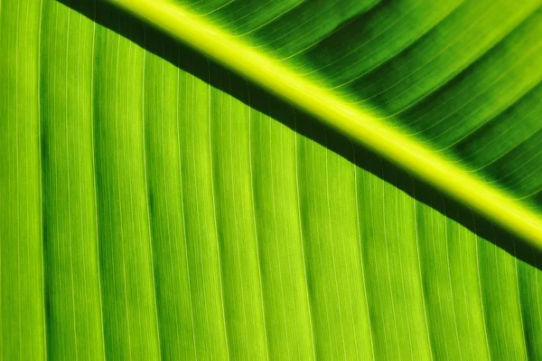 Фон пальмового дерева — стокове фото