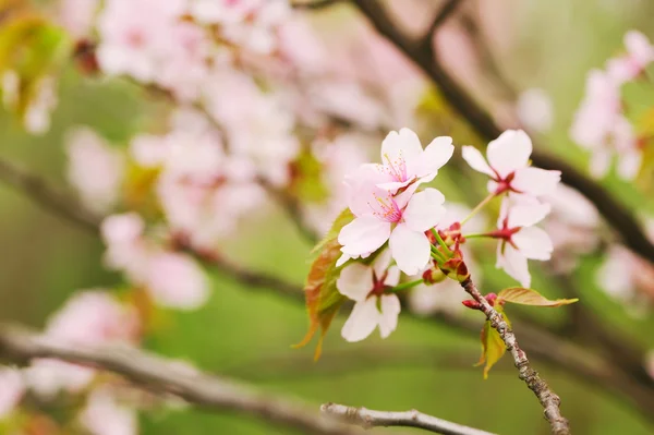 Spring sakura — Stock Photo, Image