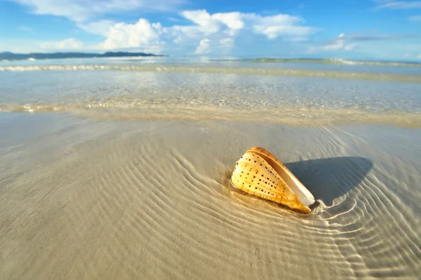 在海滩上的贝壳 — 图库照片