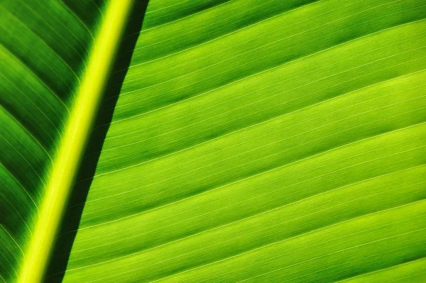 Tło liści palmy — Zdjęcie stockowe