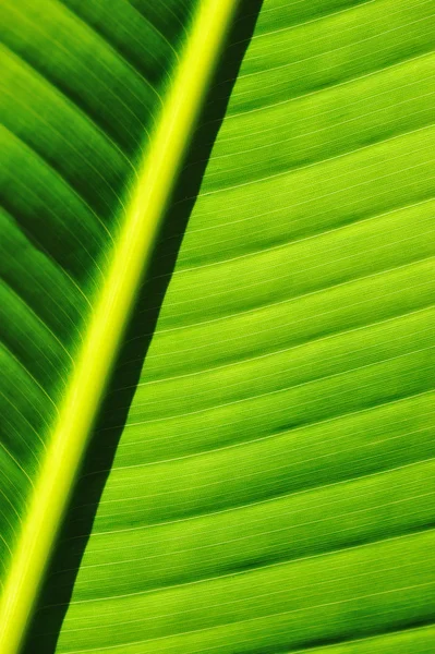 Tło liści palmy — Zdjęcie stockowe
