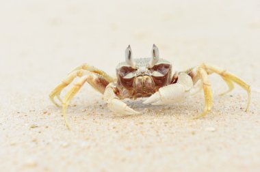 Crab on a beach clipart