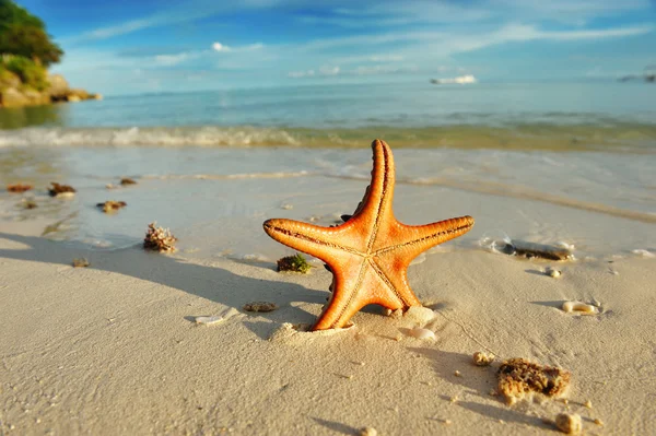 Starfish em uma praia — Fotografia de Stock