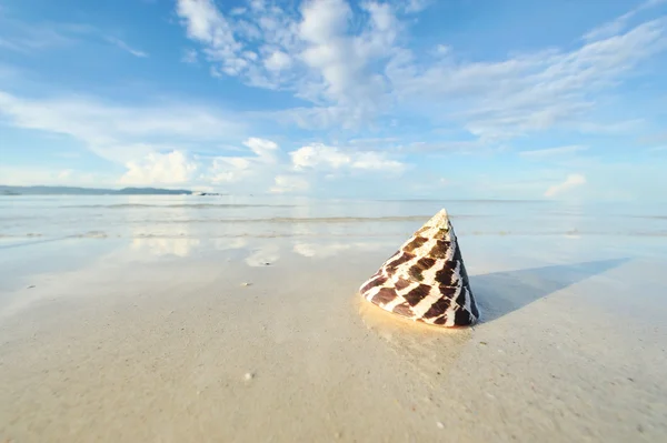 Shell op een strand — Stockfoto