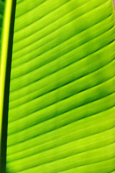Palm tree leaf background — Stock Photo, Image