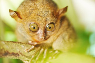 Tarsier clipart